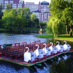 Swan boats