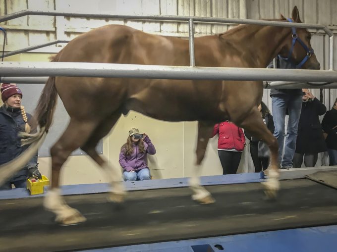 horse on a treadmill shirt