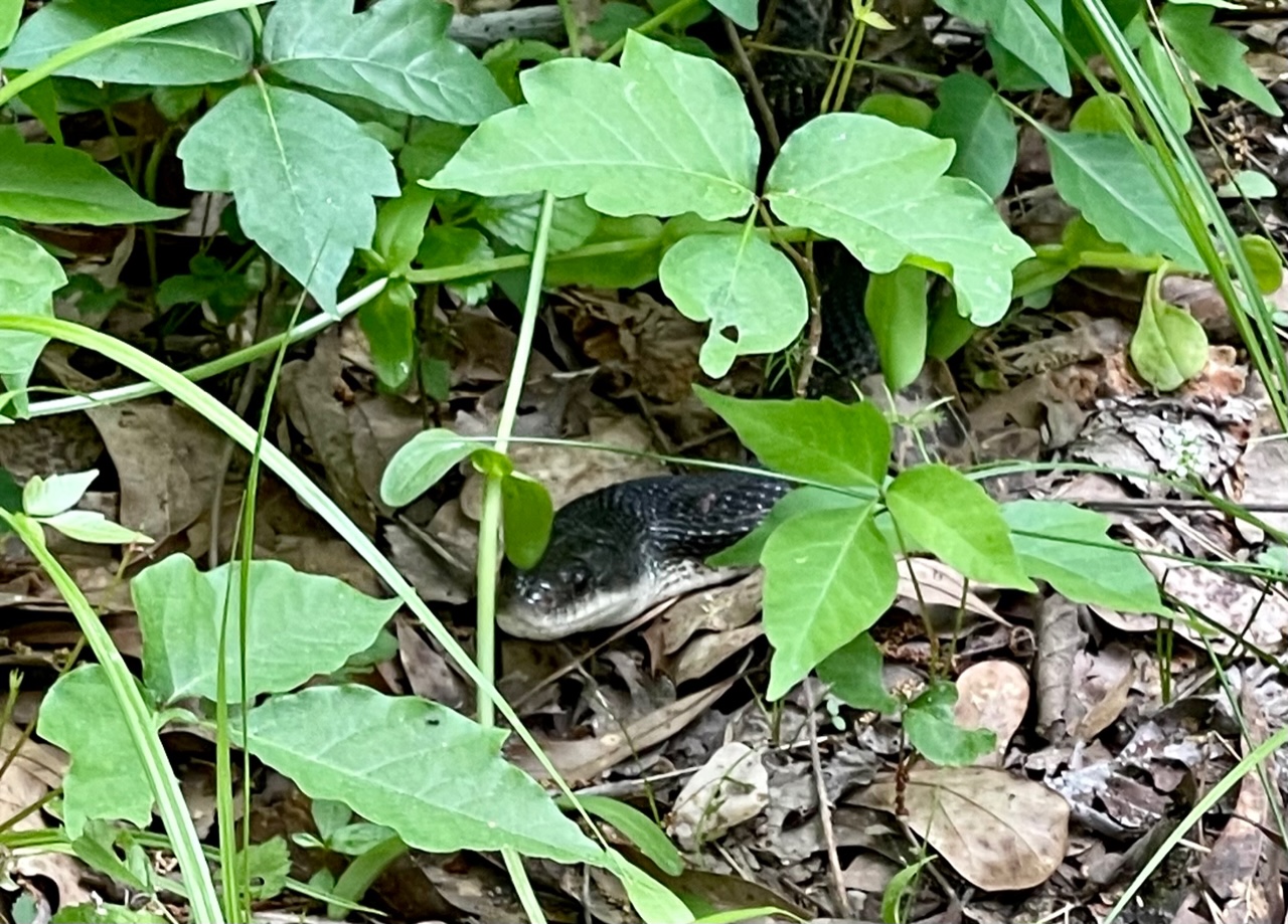 Water moccasin « Gary Borders
