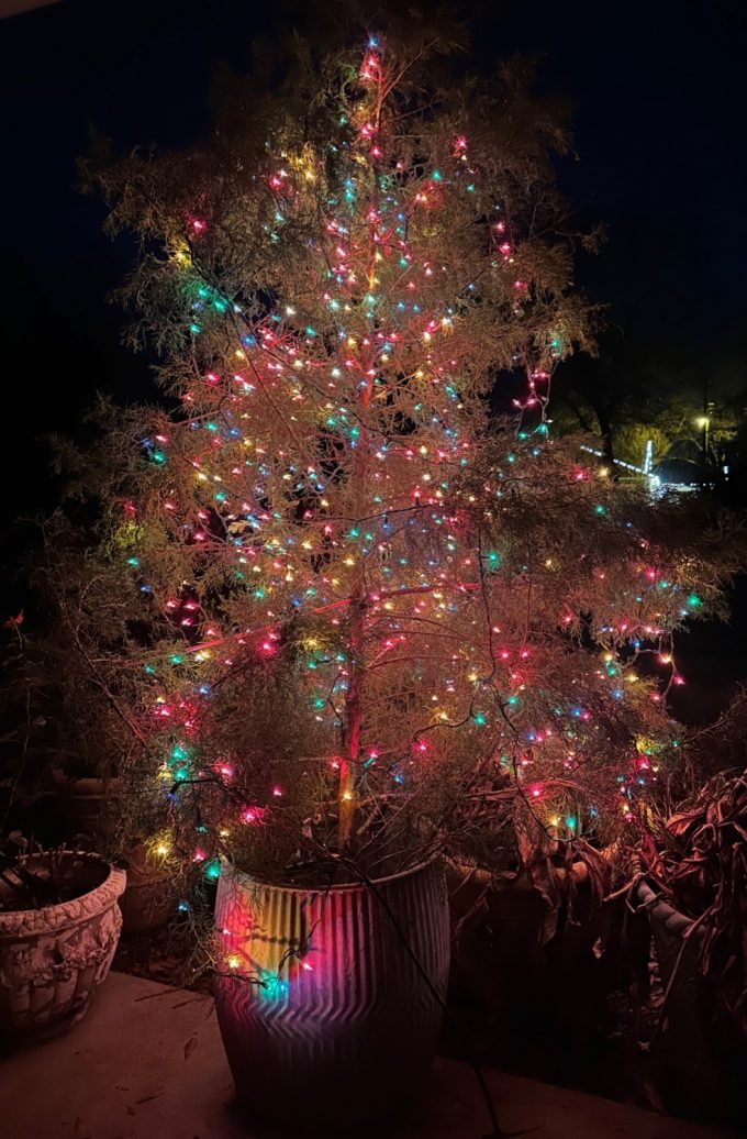 Finding a Charlie Brown Christmas tree - Gary Borders